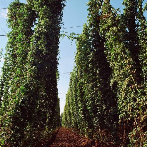 Hopfen © EWG